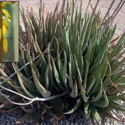 Aloe\ Vera