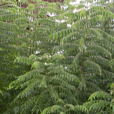Curry\ Leaves