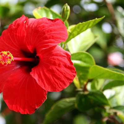 Hibiscus