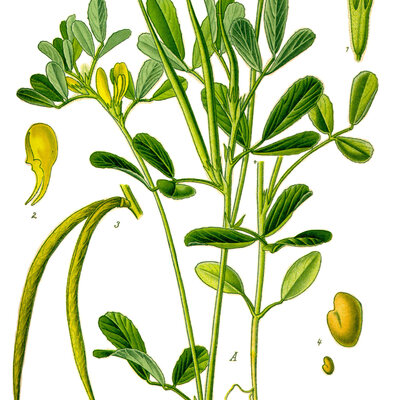 Methi\ Dana