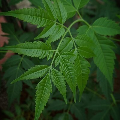 Neem