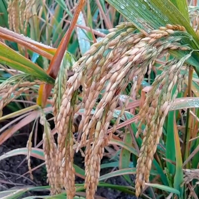 Rice\ Water