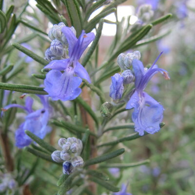 Rosemary